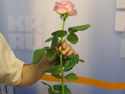 Черенкование роз. Фото-урок - KP.RU