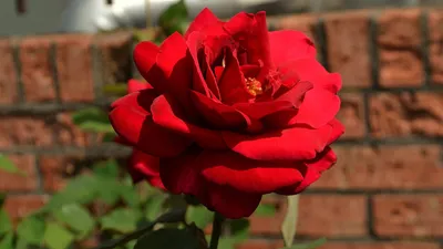 Черенкование роз» — создано в Шедевруме