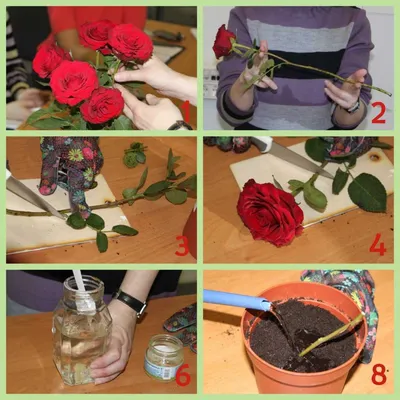 Черенкование роз осенью: правила размножения черенками