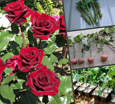 цветы | Черенки растений, Розы, Садовый контейнер