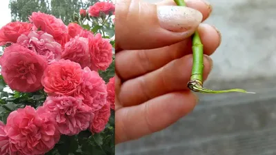 Китайский способ черенкования роз: пошаговая инструкция Русский фермер