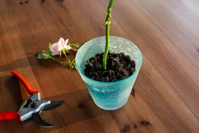 Домашняя роза: посадка и уход, выращивание роз из букета, фото, видео |  Компания «Большая земля»