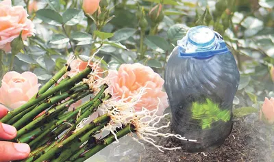 Как посадить розу из черенка под банку или бутылку - Agro-Market