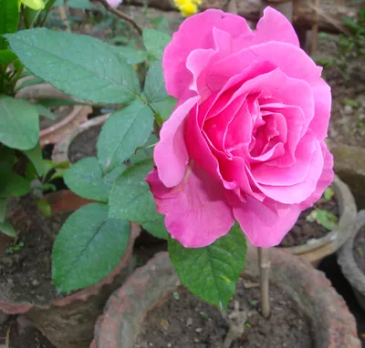 Черенкование роз в августе: хабаровский опыт