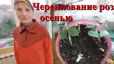 Черенкование роз осенью. Когда пересаживать розы? - YouTube | Черенки роз,  Розы, Дамасский