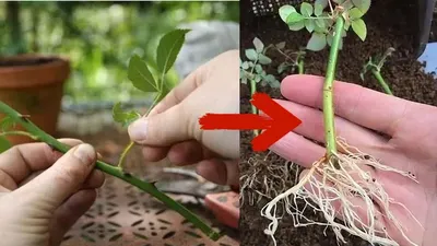 Самый легкий способ укоренения черенков розы.Как укоренить любую розу.  Укоренение розы из букета. - YouTube