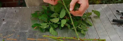 Что такое черенкование? Черенкование роз – новости в блоге Садового Центра  «Botanic Market»