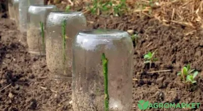 Как посадить розу из черенка под банку или бутылку - Agro-Market