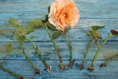 Черенкование роз летом фото фотографии