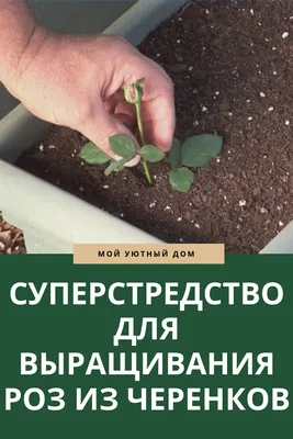 Цветы, Домашние Растения | Черенки роз, Выращивание роз, Растения