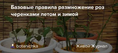 Как размножить розу черенком осенью: лучшие способы укоренения