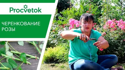 Инна Фомина Флорист.Ландшафтный дизайнер - Секрет укоренения черенков роз в  газете! Хочу представить уникальный и в то же время простой способ  размножения роз черенками. Вы наверное знаете,что многие садоводы, розоводы  предпочитают размножение
