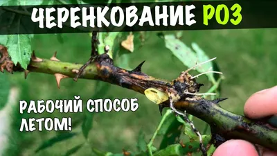 Как укоренить розу из букета в домашних условиях, в картошке с фото и видео  материалами, пошагово