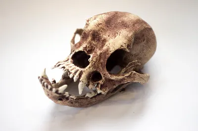 собака череп - Поиск в Google | Dog skull, Canine skull, Dog anatomy