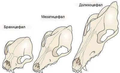 Череп собаки. Виды. | DianaFriendDog | Дзен