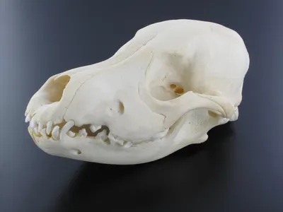 Череп собаки - скелеты животных 3D Модель $49 - .3dm .3ds .c4d .lwo .max  .ma .obj .xsi - Free3D