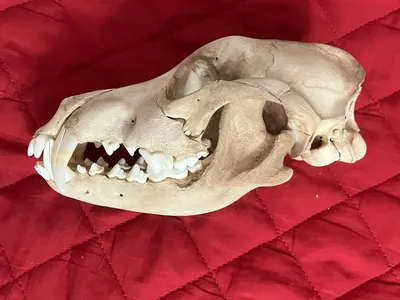 Анатомия собаки: скелет головы — череп