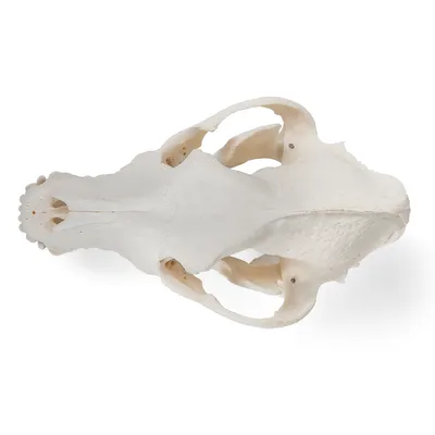 Анатомическая модель черепа собаки, зубы на нижней челюсти вынимаются -  купить с доставкой по выгодным ценам в интернет-магазине OZON (815633437)