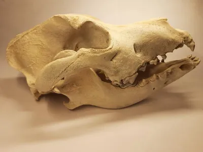 Модель скелета собаки имитирует череп собаки, зубы и скелет животного.  Реалистичная перевернутая Модель ПЭТ функция доктора коленного сустава |  AliExpress