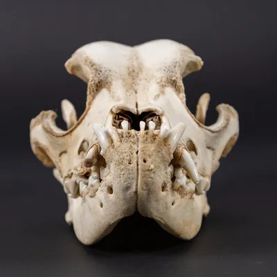 Модель черепа с имитацией волка, собаки, скелета из смолы, модель черепа  животного, для дома, офиса, бара, декоративная статуэтка, ремесленное  украшение, Модель Скульптура черепа волка | AliExpress