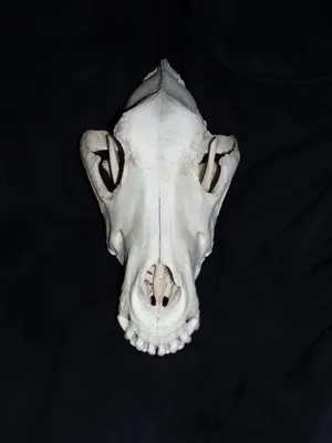 Череп собаки - скелеты животных 3D Модель $49 - .3dm .3ds .c4d .lwo .max  .ma .obj .xsi - Free3D
