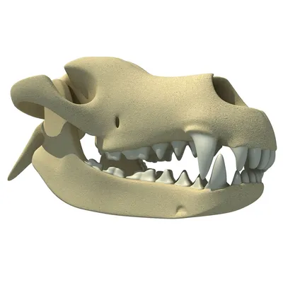 Смоляний собака собачий череп голова модель рептилії - docom.com.ua