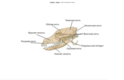 Череп собаки. Структура костей головы, анатомический дизайн. На латыни  Векторное изображение ©toricheks2016.gmail.com 190370134