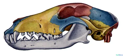 собака смотрит на человеческий череп, Трехмерная иллюстрация собаки,  смотрящей на поддельную кость, Hd фотография фото фон картинки и Фото для  бесплатной загрузки