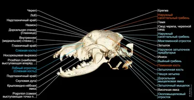 Голова собаки (КТ): нормальная анатомия | vet-Anatomy