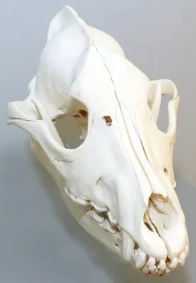 Голова собаки (КТ): нормальная анатомия | vet-Anatomy
