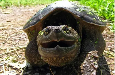 Каймановая черепаха: самая кровожадная Тортилла в мире