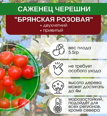 Купить саженцы черешни Брянская розовая в Дмитрове Московской области