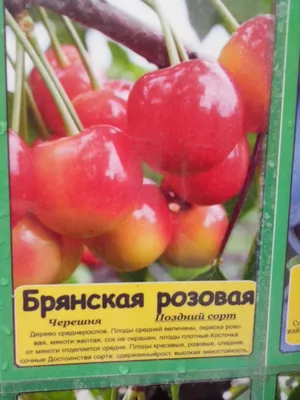 Черешня Брянская розовая - купить саженцы с доставкой в Москве и области,  цена от 533 руб. в интернет-магазине \"Агрономов.РУ\"
