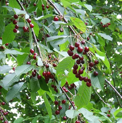 Черешня средний Ревна (cerasus avium revna) 🌿 черешня Ревна обзор: как  сажать саженцы черешни Ревна - YouTube