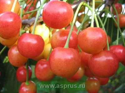 Специалист Института плодоводства рассказал о важных вопросах выращивания  вишни и черешни