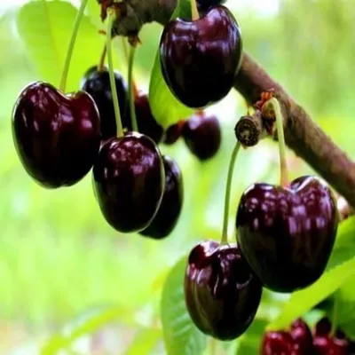 Черешня – сладкое диво в вашем саду: современные сорта, как выбрать саженец  для ваших условий выращивания