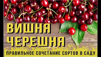 Улучшение сортимента черешни для высокопродуктивных садов | АППЯПМ