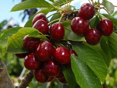 Купить Черешня (Prunus) с доставкой почтой в интернет-магазине Архиленд