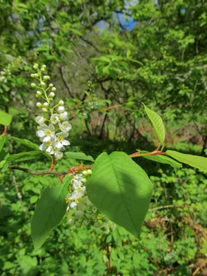 Черёмуха виргинская (Padus virginiana) | Ракита. Питомник растений