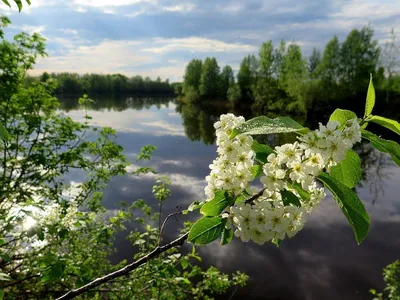 Розовая черемуха - купить саженцы в питомнике SlavUsadba.ru