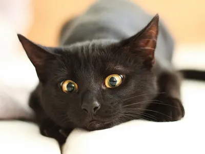 Черная кошка картинки фотографии