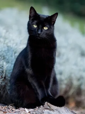 Черная кошка в полный рост, скачать бесплатно, в формате jpg