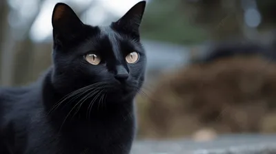 Фото черной кошки с глазами цвета бирюзы, картинки в webp формате