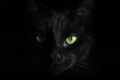 Кошка на фоне лунного света, фото в формате jpg