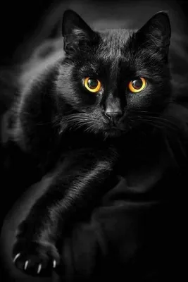 Черная кошка с красивыми усами, изображение в хорошем качестве