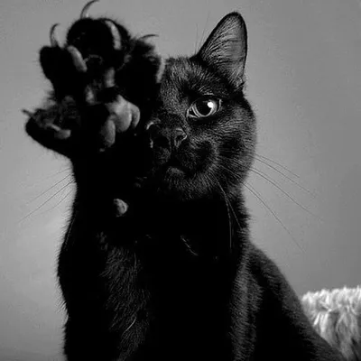 Кошка с черными ушами и белыми лапками, скачать png