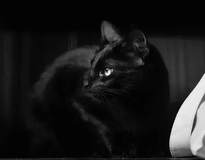 Черная кошка на темном фоне, бесплатное изображение