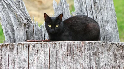 Фото черной кошки с белыми лапками, webp формат, бесплатно