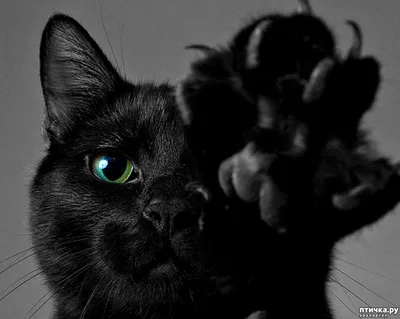 Фотография черной кошки на фоне туманного леса, webp формат