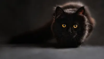 Красивая черная кошка на фоне зеленой травы, бесплатное изображение